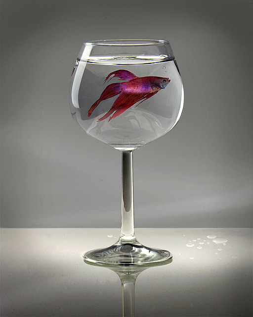 Fish in Glass