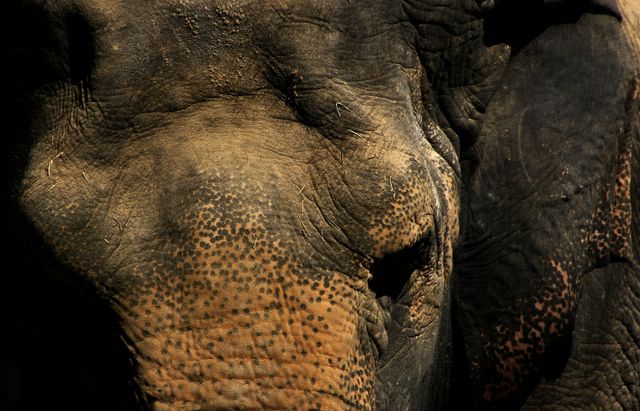 elephant face
